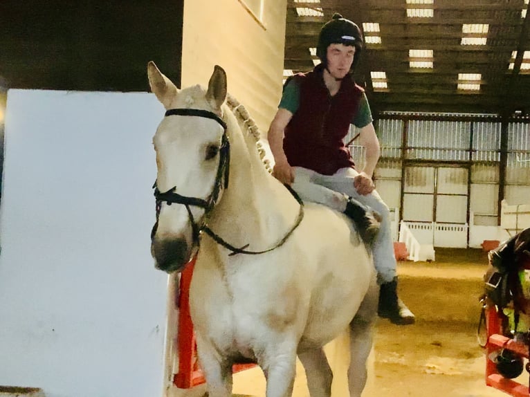 Irish Sport Horse Wallach 5 Jahre 165 cm Palomino in Mountrath