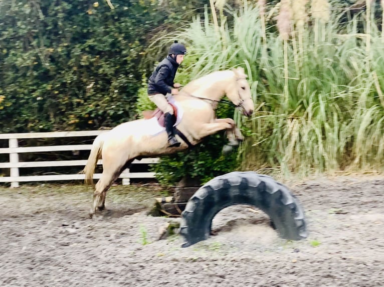 Irish Sport Horse Wallach 5 Jahre 165 cm Palomino in Mountrath