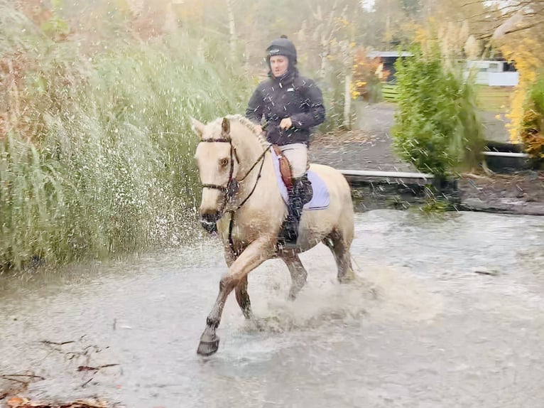 Irish Sport Horse Wallach 5 Jahre 165 cm Palomino in Mountrath