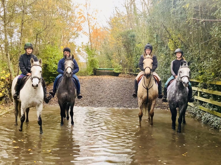 Irish Sport Horse Wallach 5 Jahre 165 cm Palomino in Mountrath