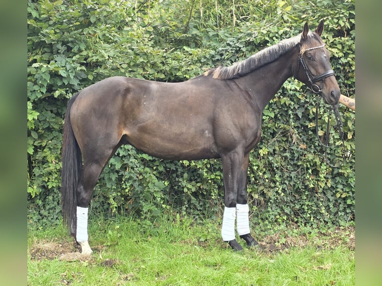 Irish Sport Horse Wallach 5 Jahre 165 cm Schwarzbrauner in Wachtendonk