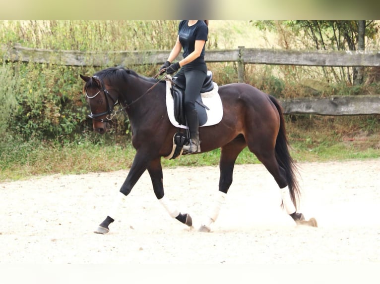 Irish Sport Horse Wallach 5 Jahre 165 cm Schwarzbrauner in Wachtendonk