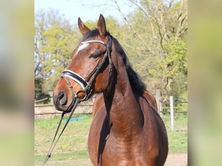 Irish Sport Horse Wallach 5 Jahre 165 cm Schwarzbrauner in Wachtendonk