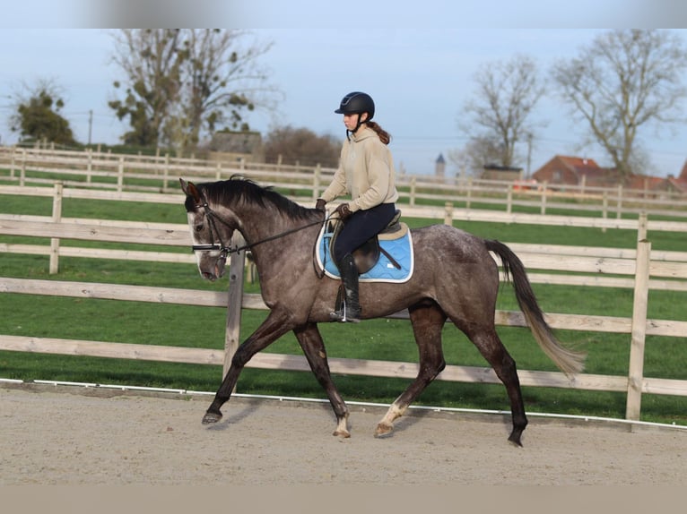 Irish Sport Horse Wallach 5 Jahre 166 cm Blauschimmel in Bogaarden