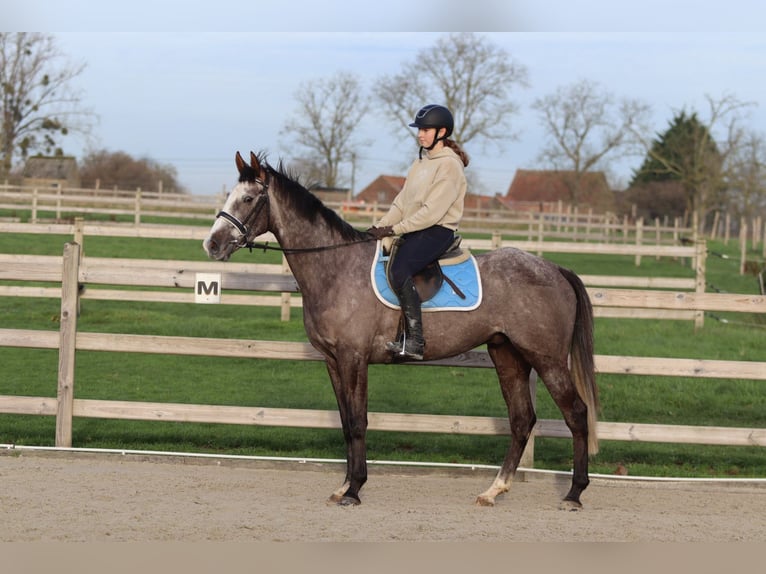 Irish Sport Horse Wallach 5 Jahre 166 cm Blauschimmel in Bogaarden