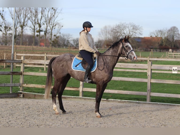 Irish Sport Horse Wallach 5 Jahre 166 cm Blauschimmel in Bogaarden