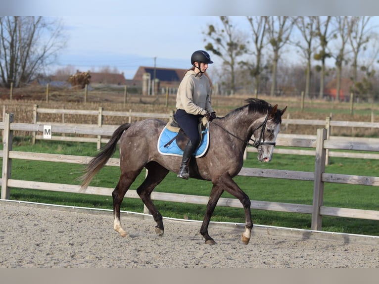 Irish Sport Horse Wallach 5 Jahre 166 cm Blauschimmel in Bogaarden