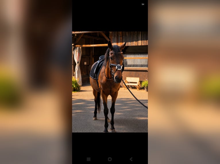 Irish Sport Horse Wallach 5 Jahre 166 cm Dunkelbrauner in Essen