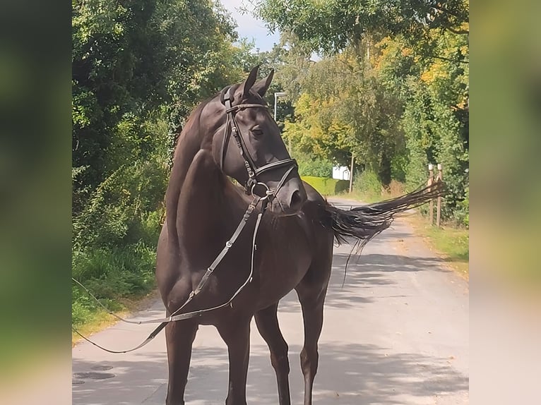 Irish Sport Horse Wallach 5 Jahre 166 cm Rappe in Lage