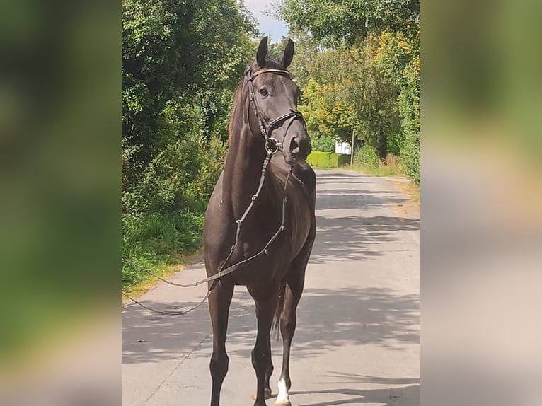 Irish Sport Horse Wallach 5 Jahre 166 cm Rappe in Lage