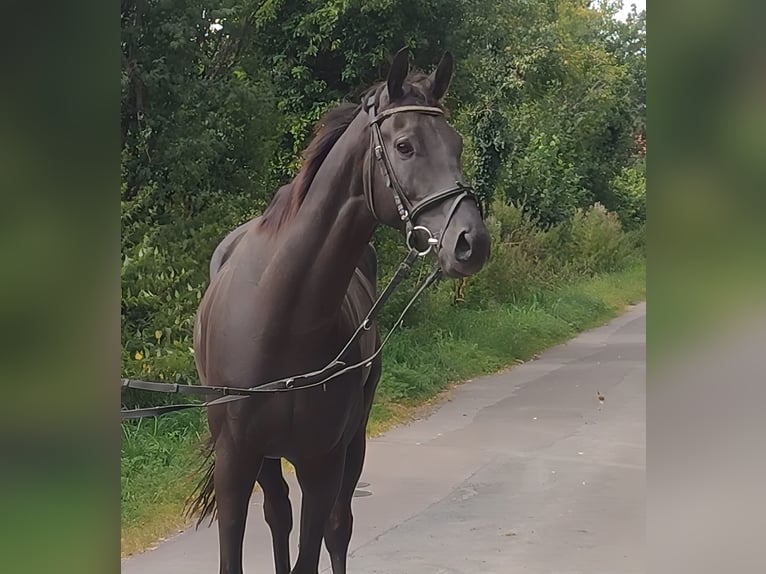Irish Sport Horse Wallach 5 Jahre 166 cm Rappe in Lage