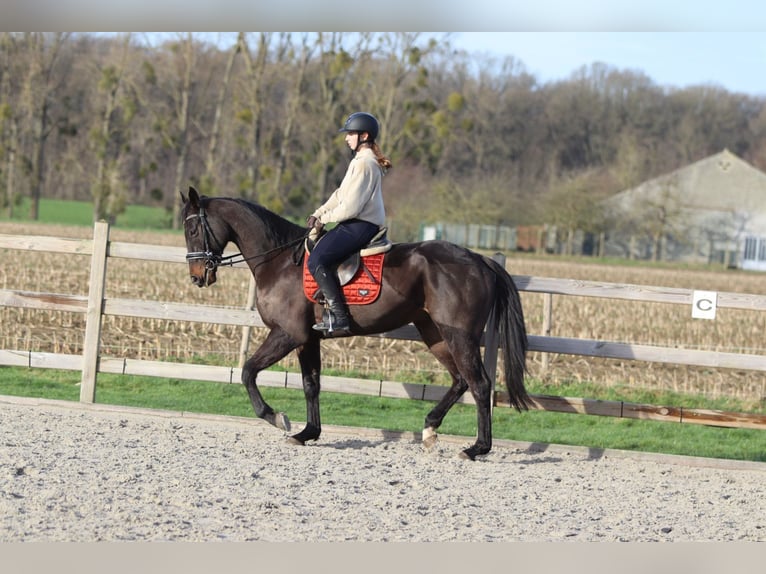 Irish Sport Horse Wallach 5 Jahre 166 cm Rappe in Bogaarden