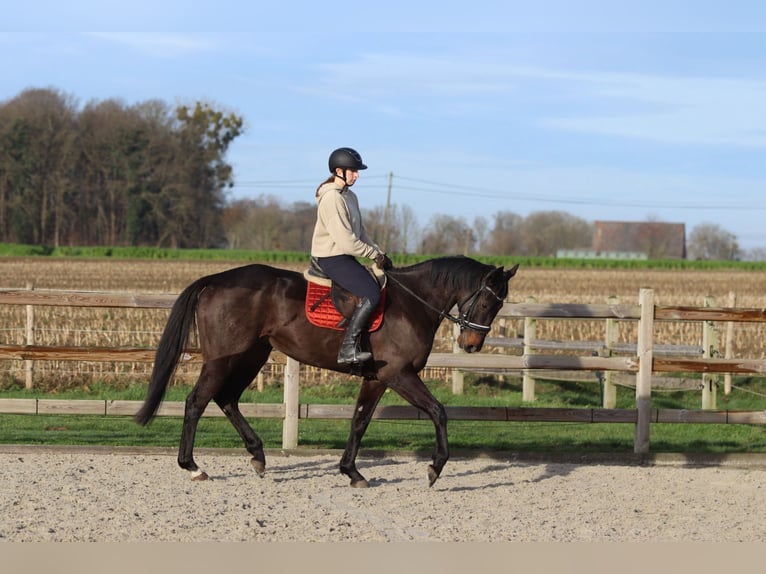 Irish Sport Horse Wallach 5 Jahre 166 cm Rappe in Bogaarden
