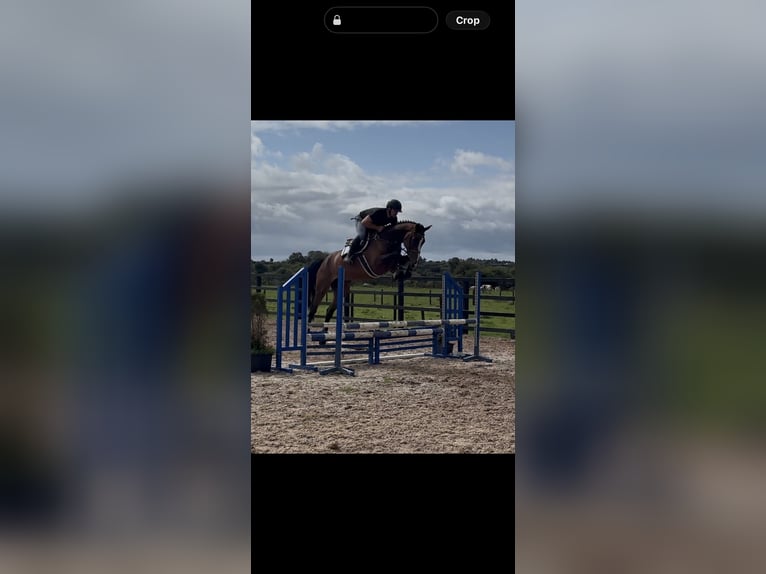 Irish Sport Horse Wallach 5 Jahre 166 cm Rotbrauner in Sligo