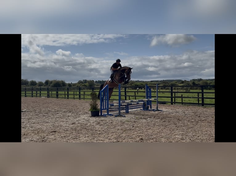 Irish Sport Horse Wallach 5 Jahre 166 cm Rotbrauner in Sligo