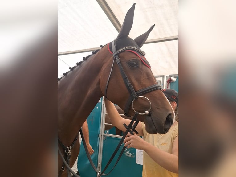 Irish Sport Horse Wallach 5 Jahre 167 cm Brauner in Berentzwiller