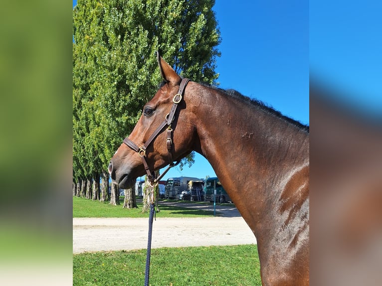 Irish Sport Horse Wallach 5 Jahre 167 cm Brauner in Berentzwiller