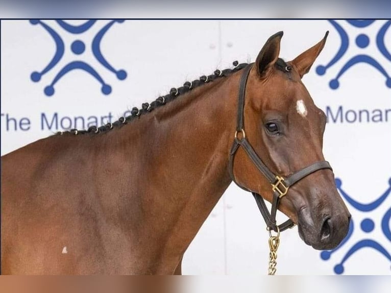 Irish Sport Horse Wallach 5 Jahre 167 cm Brauner in Glenbrien