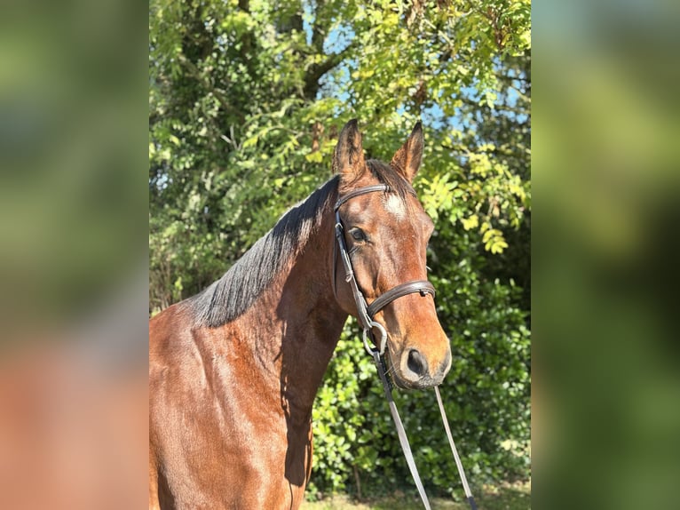 Irish Sport Horse Wallach 5 Jahre 167 cm Brauner in Newcastle West