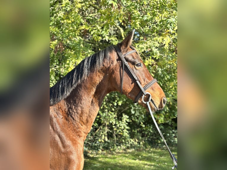 Irish Sport Horse Wallach 5 Jahre 167 cm Brauner in Newcastle West