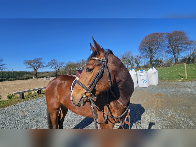 Irish Sport Horse Wallach 5 Jahre 167 cm Rotbrauner in Glenbrien