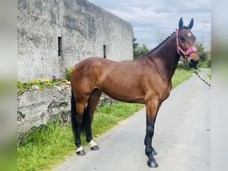 Irish Sport Horse Wallach 5 Jahre 167 cm in Sligo