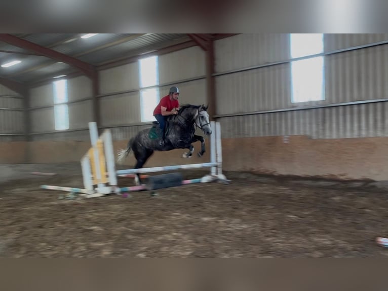 Irish Sport Horse Wallach 5 Jahre 168 cm Apfelschimmel in Sligo