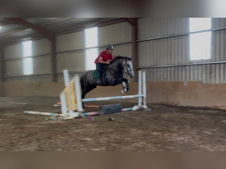 Irish Sport Horse Wallach 5 Jahre 168 cm Apfelschimmel in Sligo