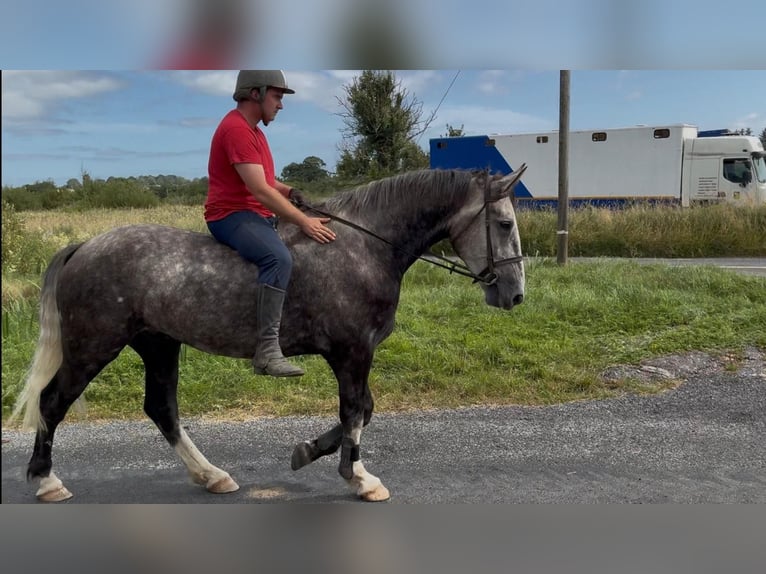 Irish Sport Horse Wallach 5 Jahre 168 cm Apfelschimmel in Sligo