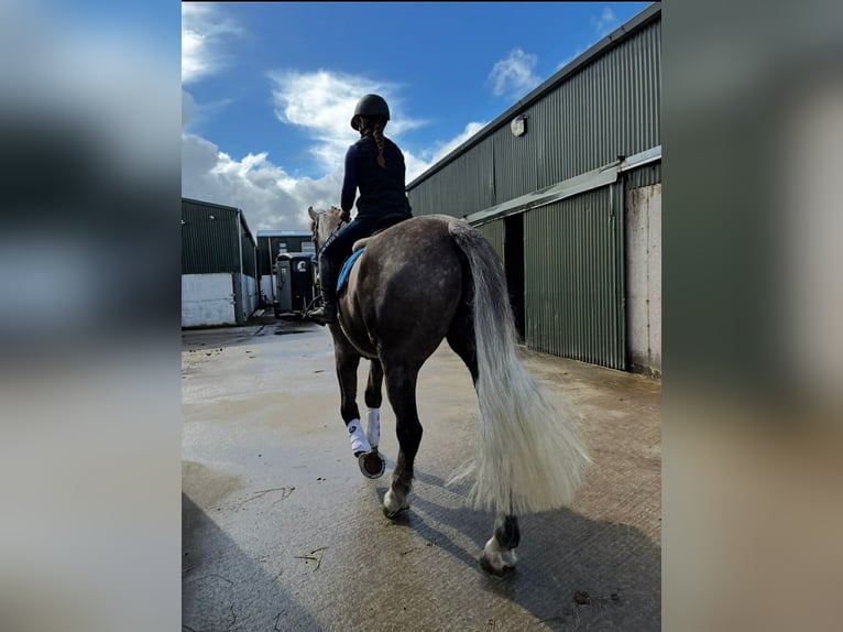 Irish Sport Horse Wallach 5 Jahre 168 cm Apfelschimmel in Sligo