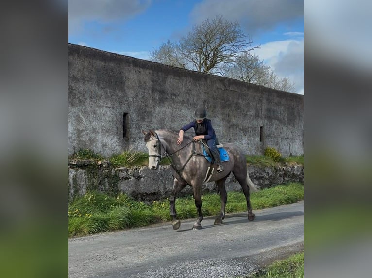 Irish Sport Horse Wallach 5 Jahre 168 cm Apfelschimmel in Sligo
