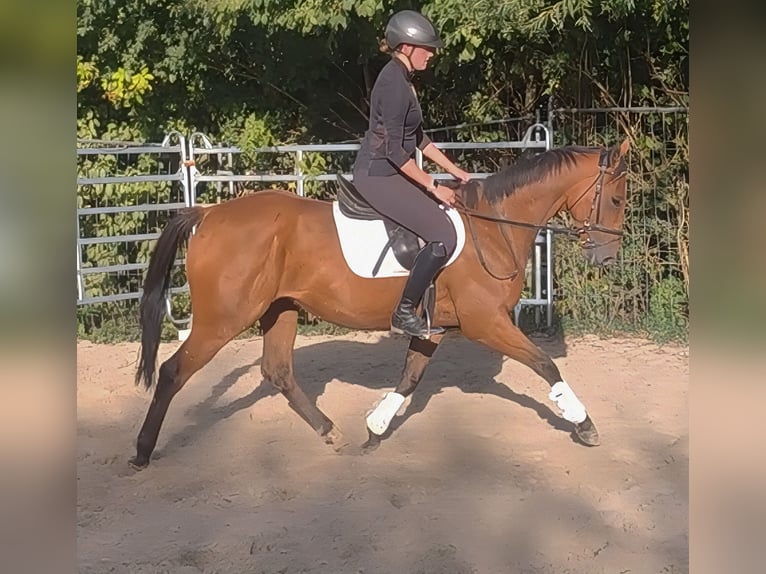 Irish Sport Horse Wallach 5 Jahre 168 cm Brauner in Lage