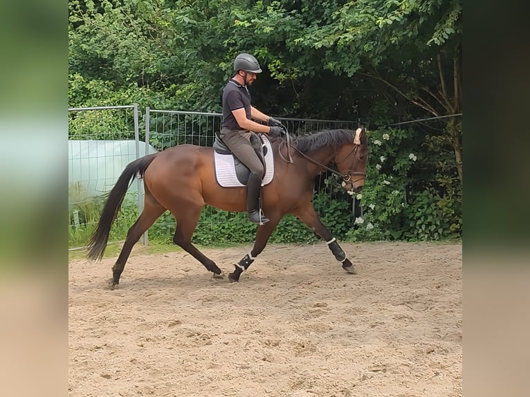 Irish Sport Horse Wallach 5 Jahre 168 cm Brauner in Lage