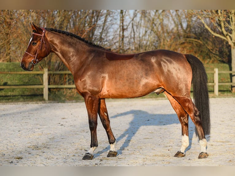 Irish Sport Horse Wallach 5 Jahre 168 cm Brauner in Riedstadt