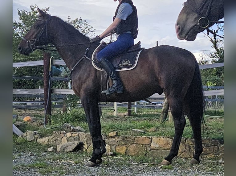 Irish Sport Horse Wallach 5 Jahre 168 cm Brauner in wexford