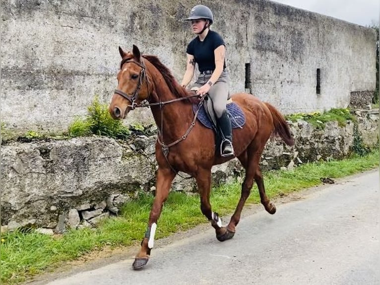 Irish Sport Horse Wallach 5 Jahre 168 cm Dunkelfuchs in Sligo
