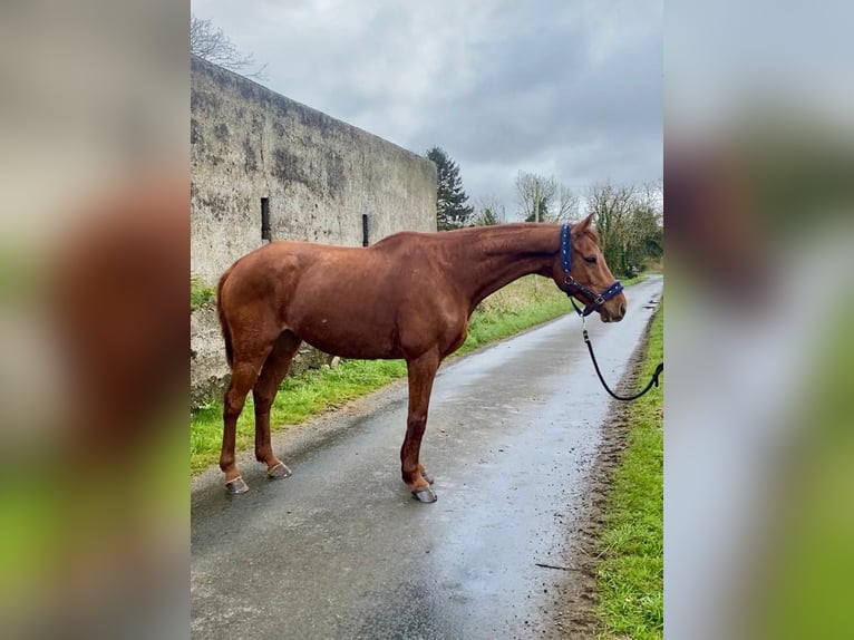Irish Sport Horse Wallach 5 Jahre 168 cm Dunkelfuchs in Sligo