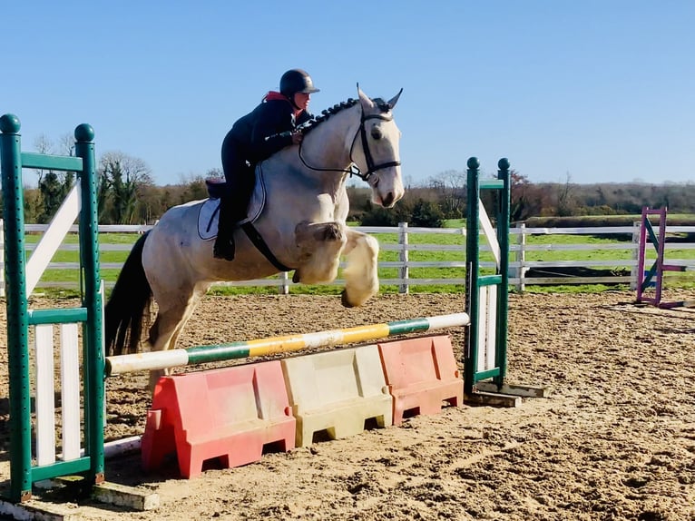 Irish Sport Horse Wallach 5 Jahre 168 cm Falbe in Mountrath