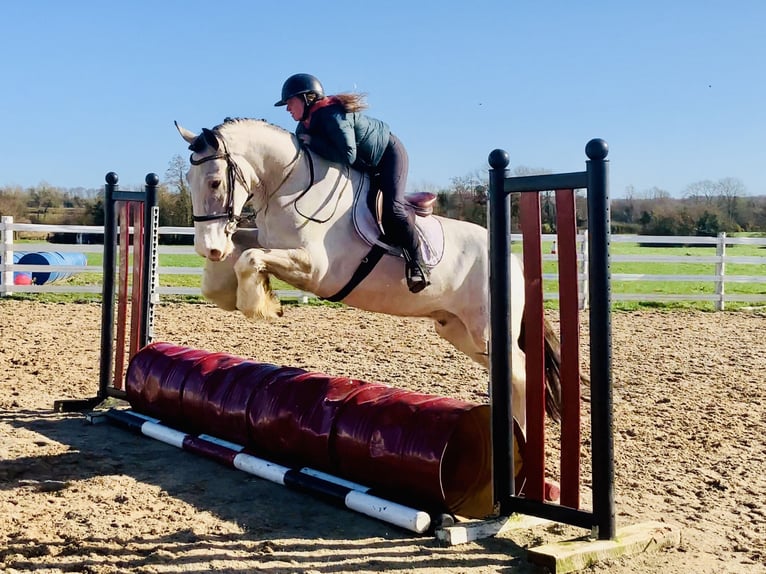 Irish Sport Horse Wallach 5 Jahre 168 cm Falbe in Mountrath