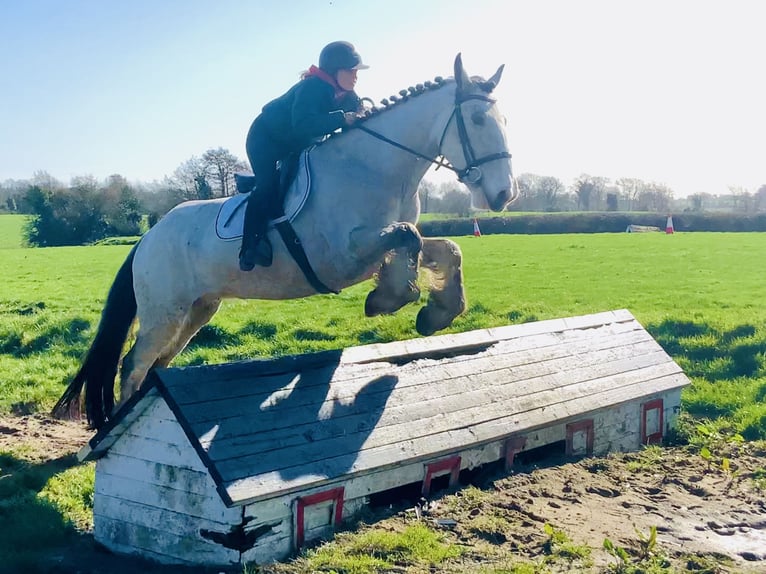 Irish Sport Horse Wallach 5 Jahre 168 cm Falbe in Mountrath