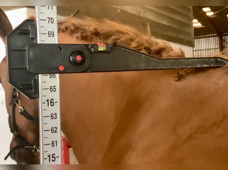 Irish Sport Horse Wallach 5 Jahre 168 cm Fuchs in Mountrath