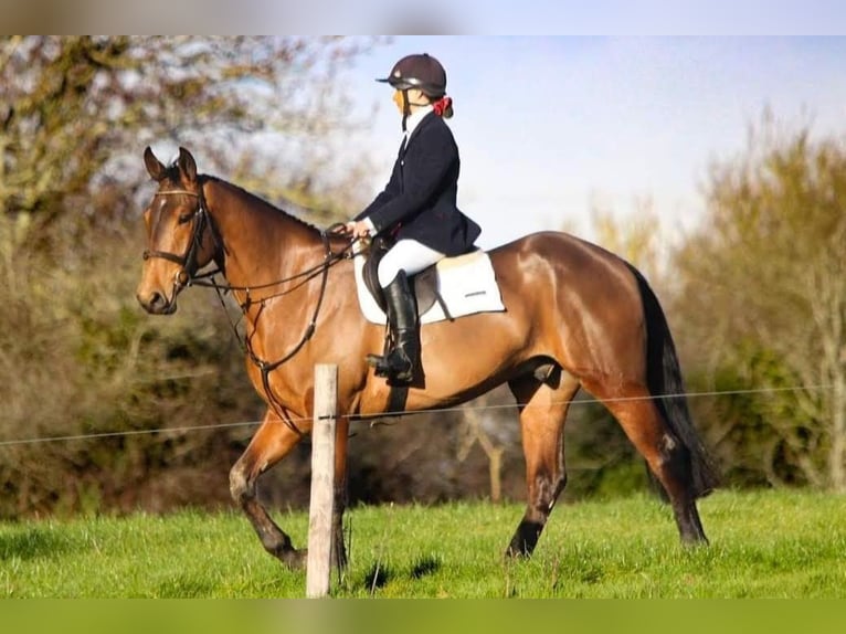 Irish Sport Horse Wallach 5 Jahre 172 cm Brauner in Glenbrien
