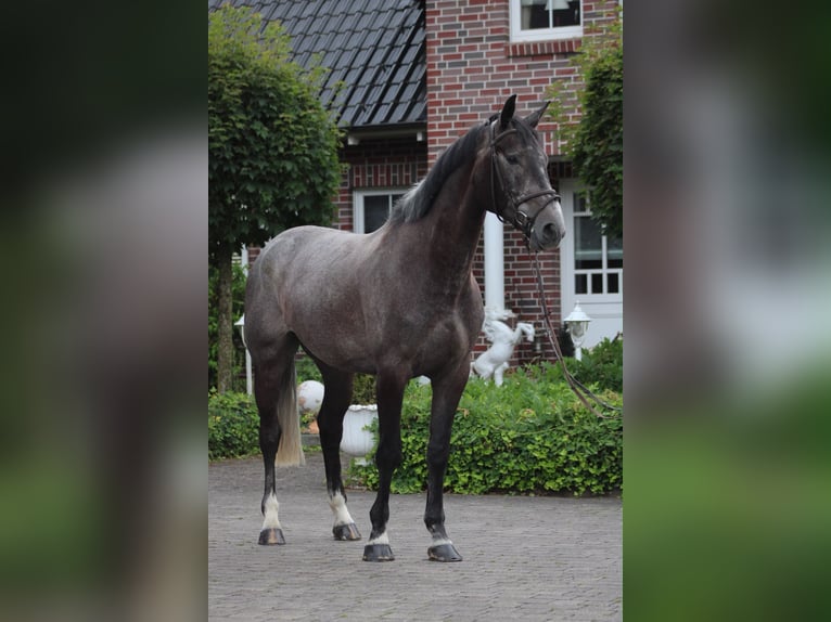 Irish Sport Horse Wallach 5 Jahre 172 cm Rappschimmel in Wächtersbach