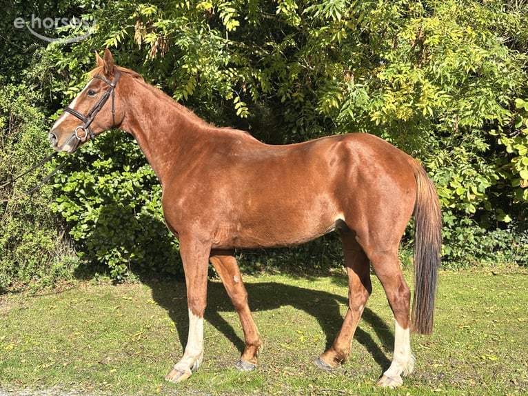 Irish Sport Horse Wallach 5 Jahre 173 cm Fuchs in Newcastle West