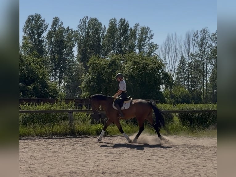 Irish Sport Horse Wallach 5 Jahre 174 cm Brauner in Trebbin