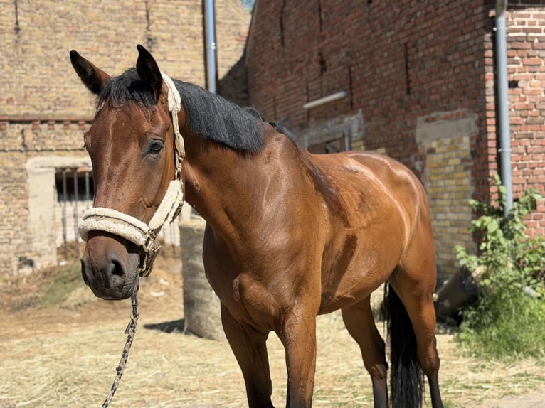 Irish Sport Horse Wallach 5 Jahre 174 cm Brauner in Trebbin