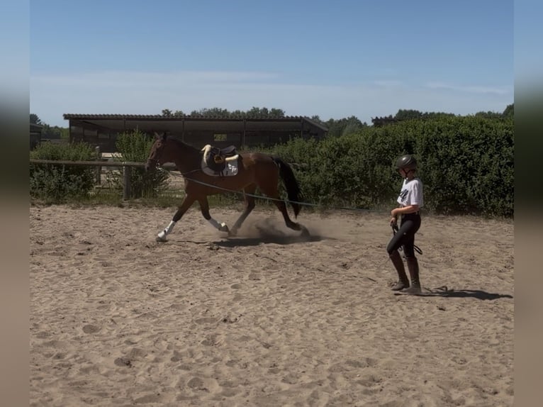 Irish Sport Horse Wallach 5 Jahre 174 cm Brauner in Trebbin