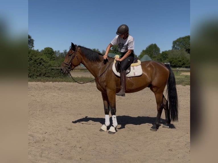 Irish Sport Horse Wallach 5 Jahre 174 cm Brauner in Trebbin