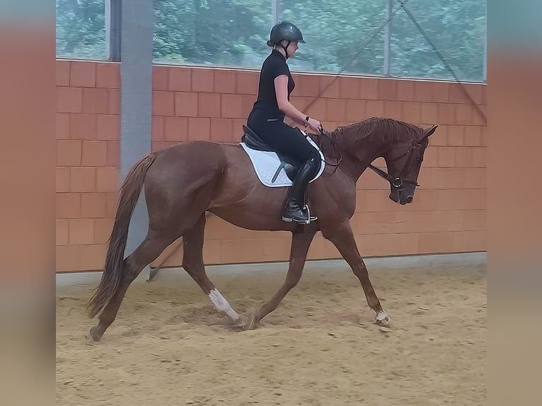 Irish Sport Horse Wallach 5 Jahre 180 cm Fuchs in Lage