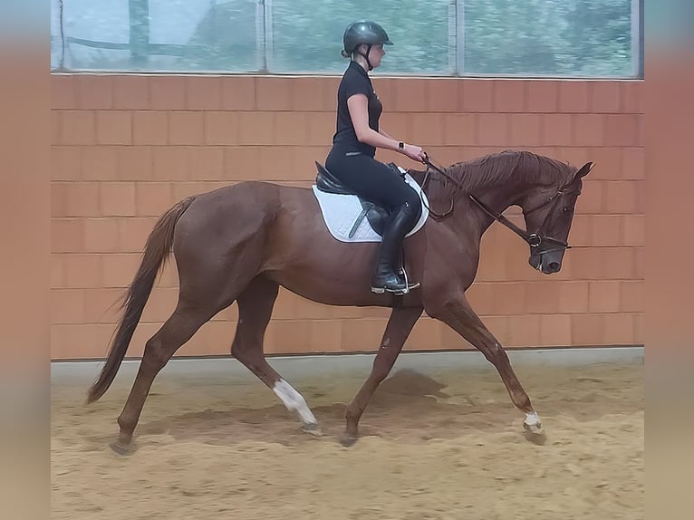 Irish Sport Horse Wallach 5 Jahre 180 cm Fuchs in Lage